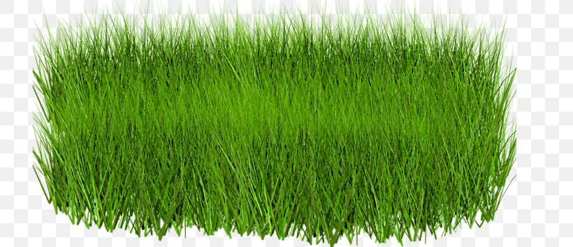 Lawn Clip Art, PNG, 768x354px, Lawn, Chrysopogon Zizanioides, Commodity, Data Source Name, Grass Download Free