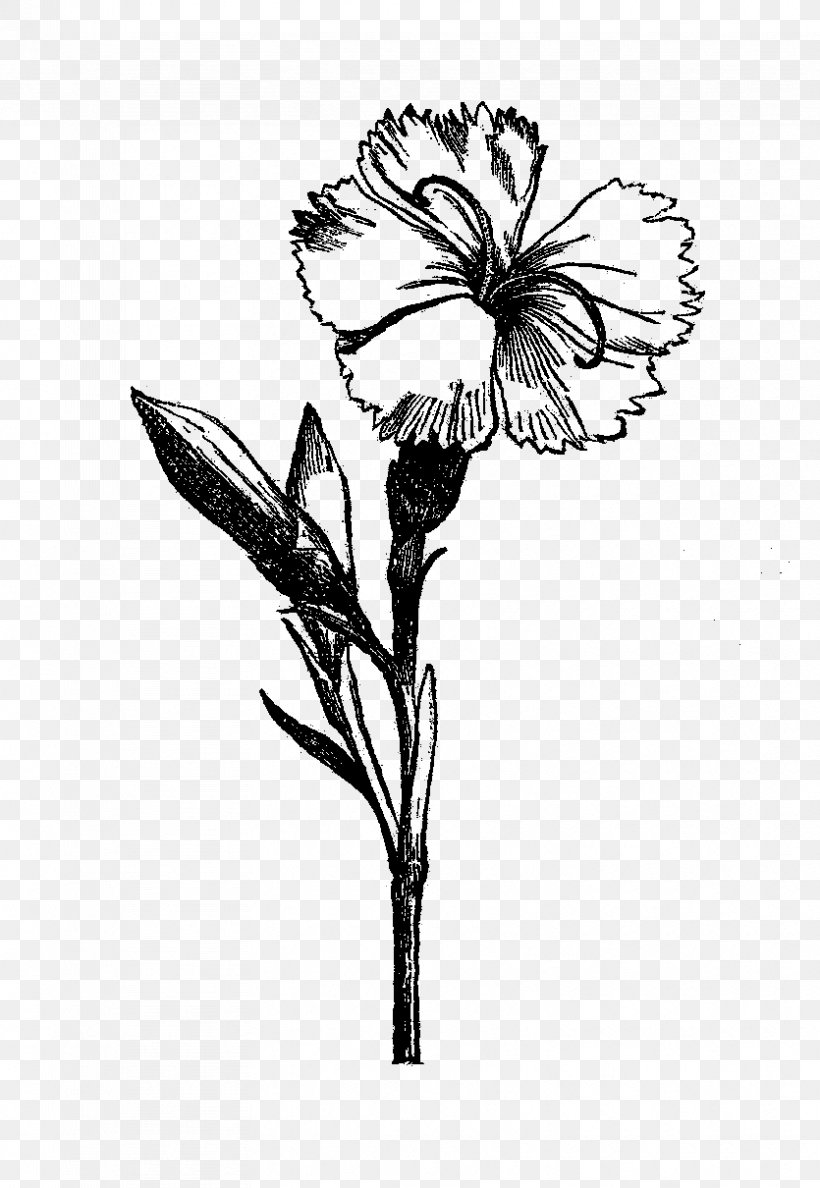 Flower Drawing Visual Arts Black And White, PNG, 835x1210px, Flower, Art, Black And White, Botanical Illustration, Branch Download Free