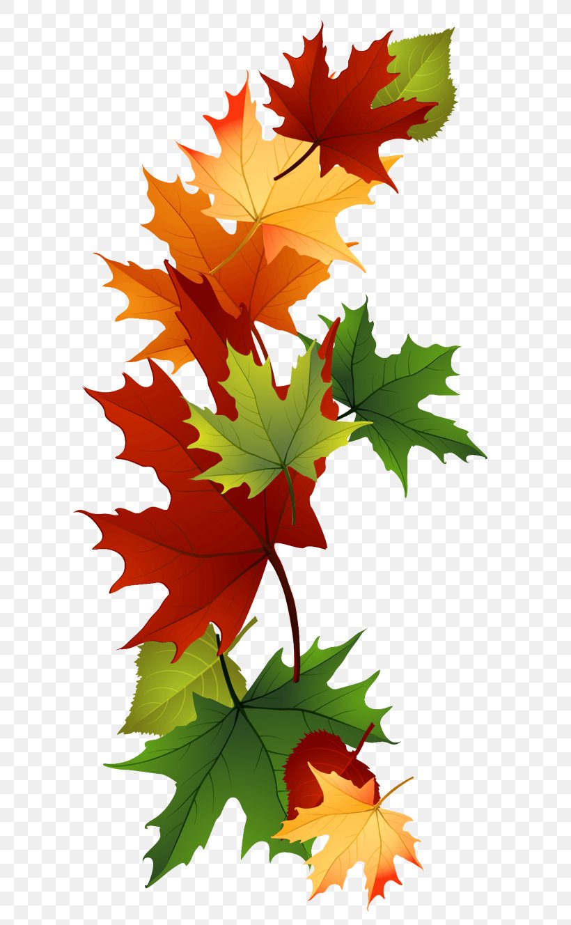 Maple Leaf, PNG, 672x1328px, Leaf, Black Maple, Flowering Plant, Maple, Maple Leaf Download Free