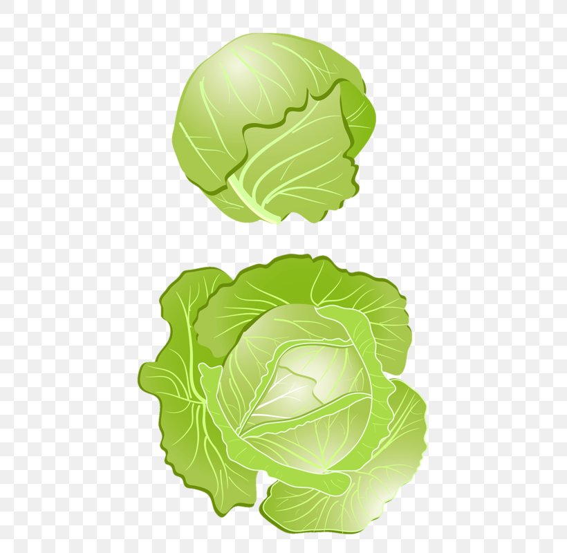 Red Cabbage Vegetable Clip Art, PNG, 800x800px, Cabbage, Brassica Oleracea, Chinese Cabbage, Food, Green Download Free