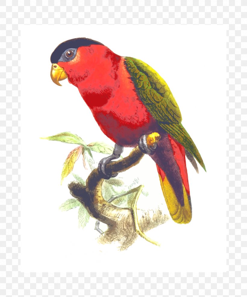 True Parrot Bird, PNG, 1064x1280px, True Parrot, Beak, Bird, Coconut Lorikeet, Common Pet Parakeet Download Free