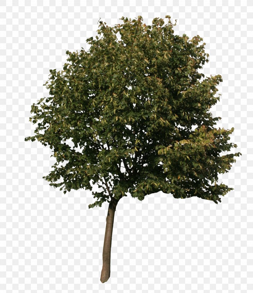 American Sycamore Quercus Acutissima English Oak Tree 3D Computer Graphics, PNG, 2304x2671px, 3d Computer Graphics, 3d Modeling, American Sycamore, Autodesk 3ds Max, Branch Download Free