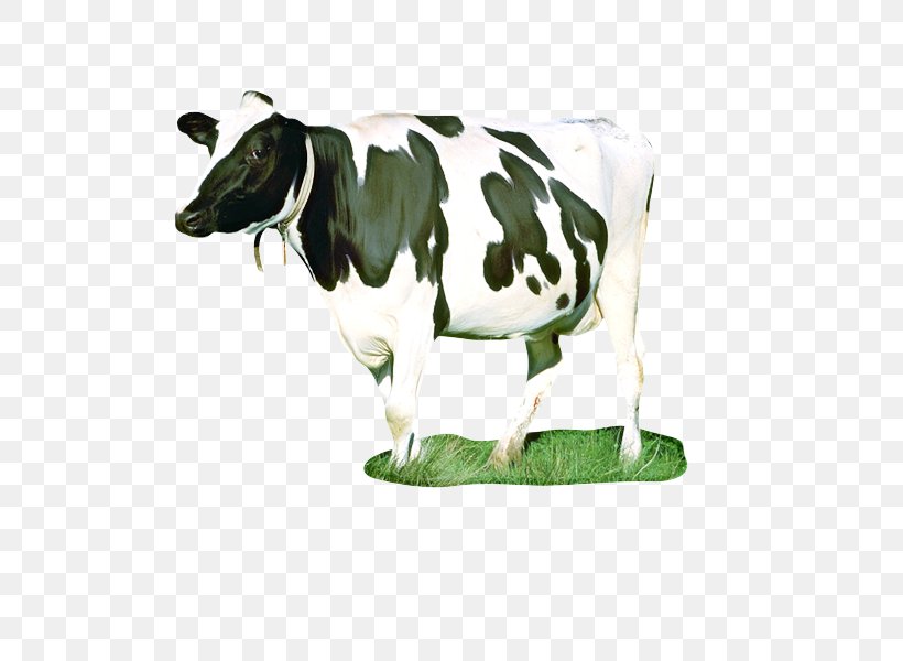 Cow Background, PNG, 800x600px, Dairy Cattle, Activity, Agriculture, Animal Figure, Animal Husbandry Download Free