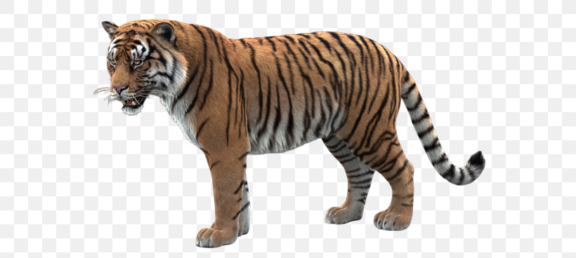 Tiger Wildlife Bengal Tiger Animal Figure Siberian Tiger, PNG, 680x368px, Tiger, Animal Figure, Bengal Tiger, Fur, National Park Download Free