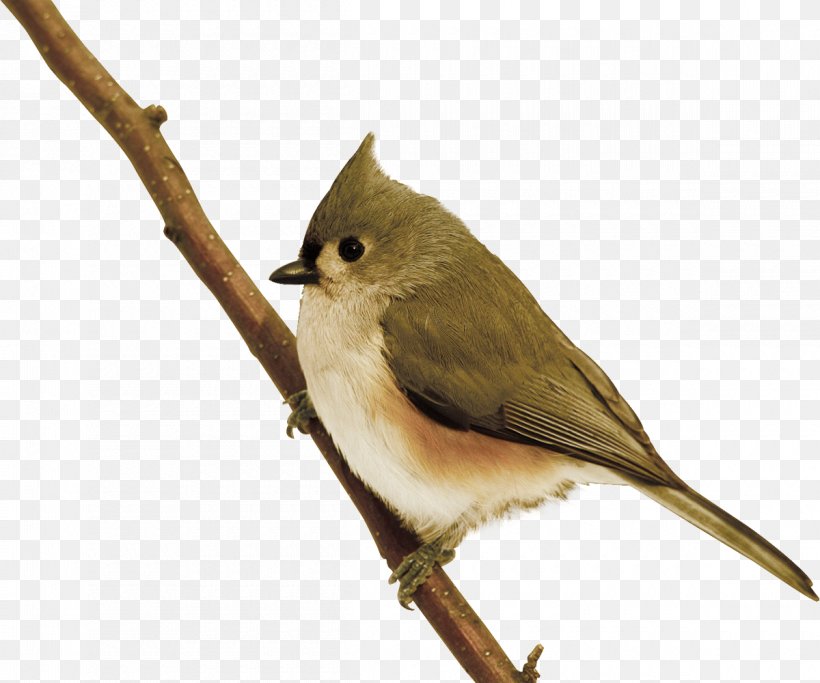 Bird Common Nightingale Finch American Sparrows, PNG, 1200x1000px, Bird, American Sparrows, Beak, Chickadee, Common Nightingale Download Free