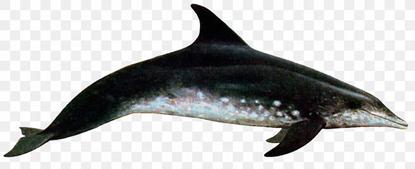 Common Bottlenose Dolphin Rough-toothed Dolphin Short-beaked Common Dolphin Tucuxi White-beaked Dolphin, PNG, 1560x636px, Common Bottlenose Dolphin, Animal Figure, Cetacea, Dolphin, Fauna Download Free