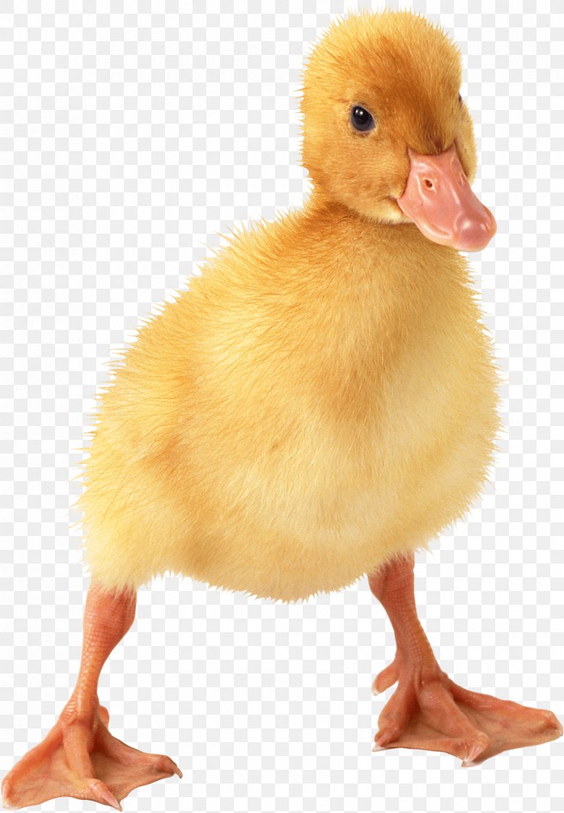 Duck American Pekin Goose, PNG, 1680x2424px, American Pekin, Baby Ducks, Beak, Bird, Duck Download Free