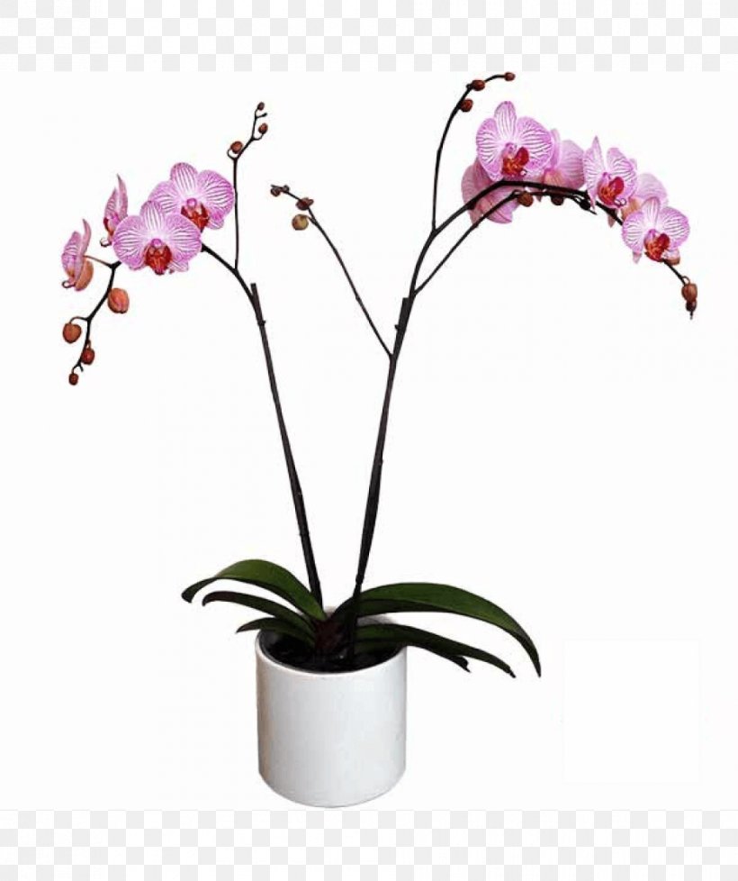 Moth Orchids Cattleya Orchids Cut Flowers Artificial Flower, PNG, 930x1110px, Moth Orchids, Artificial Flower, Cattleya, Cattleya Orchids, Cut Flowers Download Free