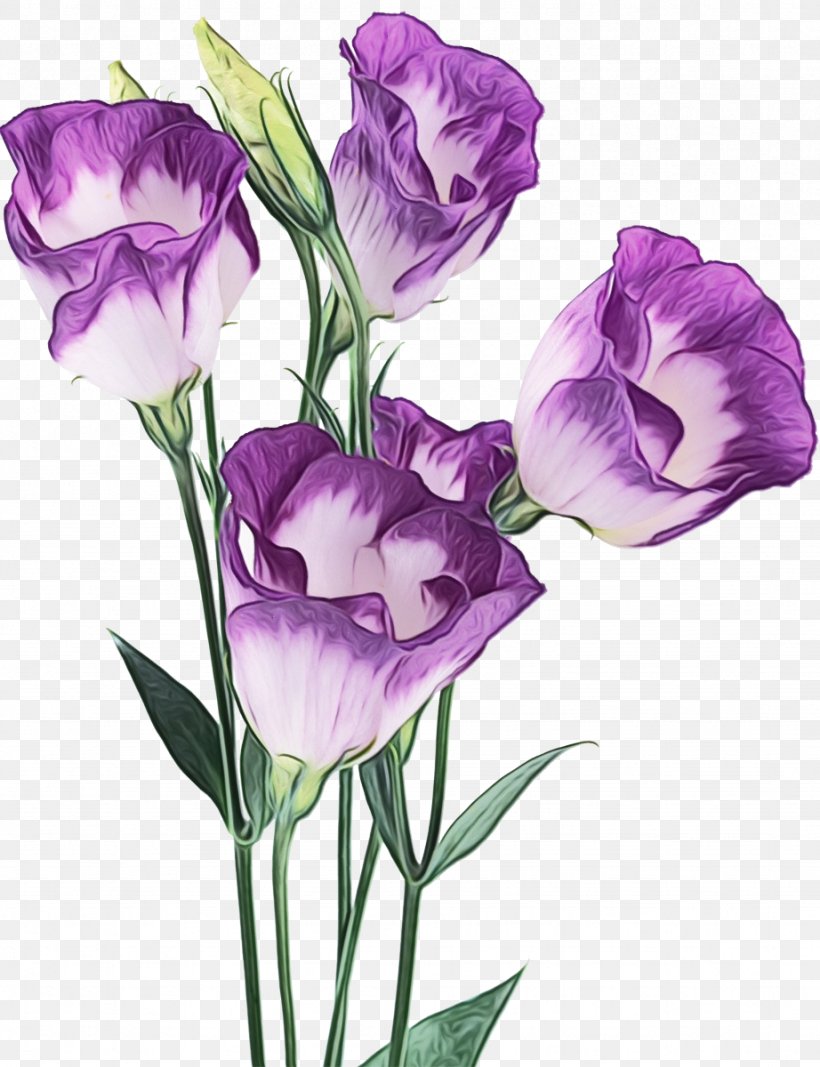 Purple Watercolor Flower, PNG, 922x1200px, Curtain, Artificial Flower, Balloon Flower, Bellflower, Bellflower Family Download Free