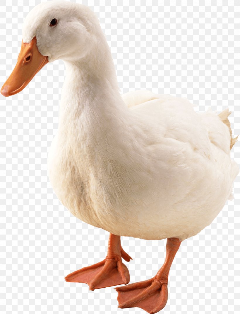 Duck Mallard Bird Goose, PNG, 1423x1859px, American Pekin, Beak, Bird, Duck, Ducks Geese And Swans Download Free