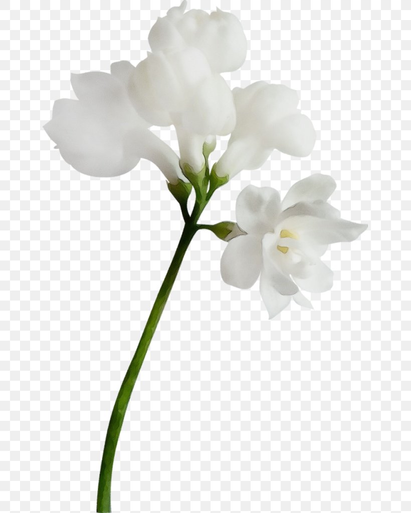 Moth Orchids Cut Flowers Plant Stem Branch, PNG, 649x1024px, Moth Orchids, Botany, Branch, Cut Flowers, Dendrobium Download Free