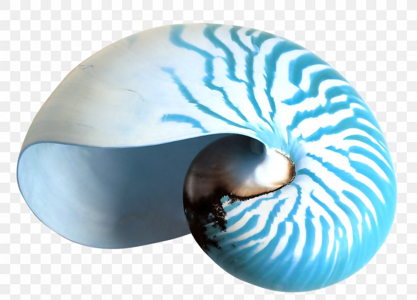 Nautilidae Seashell Desktop Wallpaper Conchology Clip Art, PNG, 1280x923px, Nautilidae, Chambered Nautilus, Conch, Conchology, Digital Image Download Free