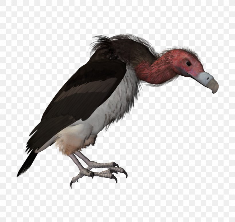 Picsart Background, PNG, 1082x1024px, Vulture, Beak, Bird, Bird Of Prey, Condor Download Free