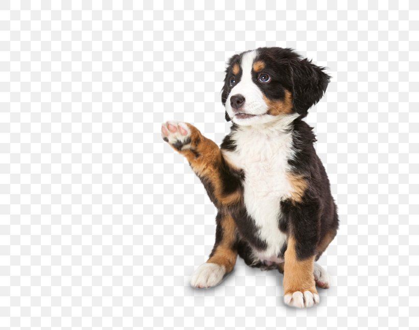 Puppy Cat Food Jack Russell Terrier Dog Food, PNG, 595x646px, Puppy, Bernese Mountain Dog, Canidae, Carnivoran, Cat Download Free