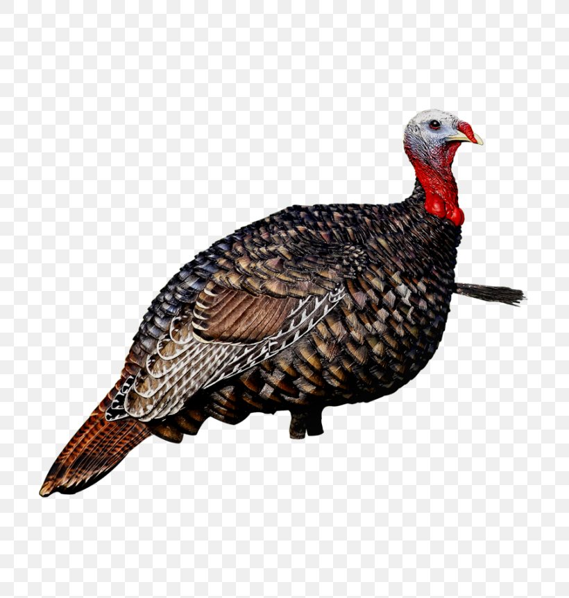 Turkey Call Decoy Avian Influenza Turkey Hunting, PNG, 817x863px, Turkey, Avian Influenza, Beak, Bird, Comb Download Free