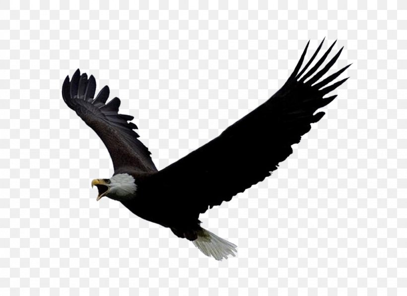 Bald Eagle National Eagle Repository Bird Clip Art, PNG, 1024x746px, Bald Eagle, Accipitriformes, Beak, Bird, Bird Of Prey Download Free
