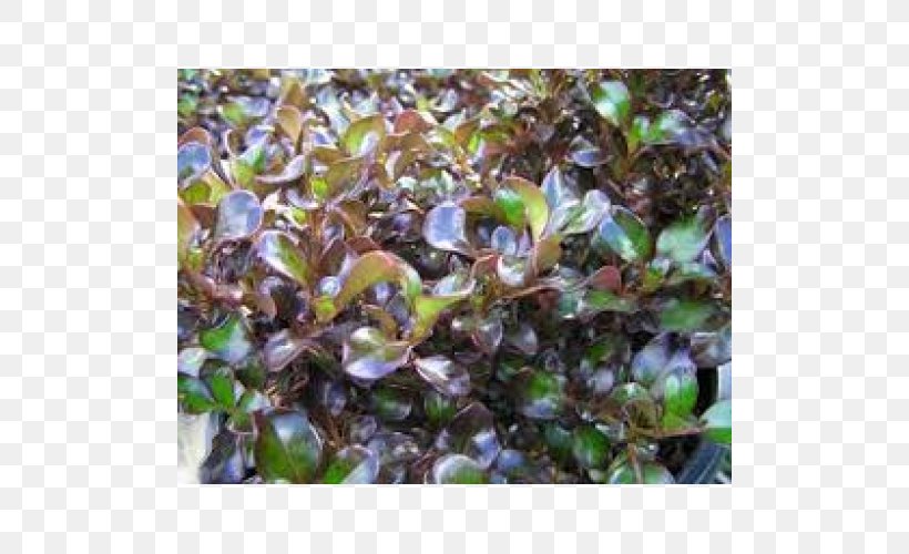 Groundcover Branching, PNG, 500x500px, Groundcover, Branch, Branching, Plant Download Free