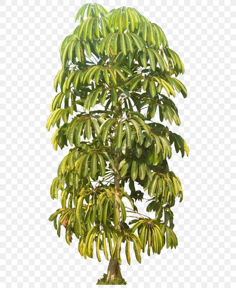 Houseplant Tree Schefflera Actinophylla Euphorbia Lactea, PNG, 516x1000px, Plant, Araliaceae, Branch, Euphorbia Ingens, Euphorbia Lactea Download Free