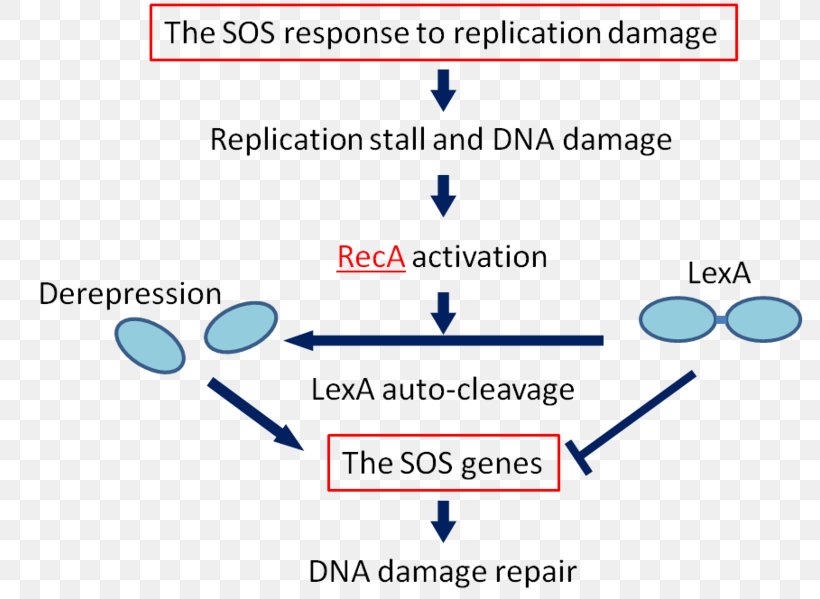 SOS Response DNA Repair RecA Biology E. Coli, PNG, 787x599px, Dna Repair, Area, Bacteria, Biology, Blue Download Free