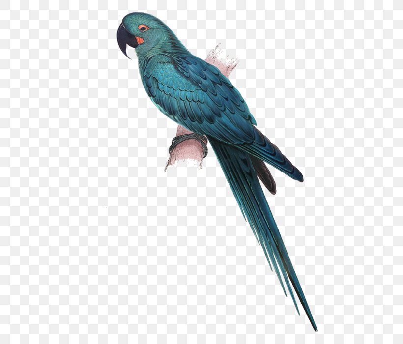 Illustrations Of The Family Of Psittacidae, Or Parrots Lears Macaw Hyacinth Macaw Glaucous Macaw, PNG, 700x700px, Lears Macaw, Anodorhynchus, Beak, Bird, Carolina Parakeet Download Free