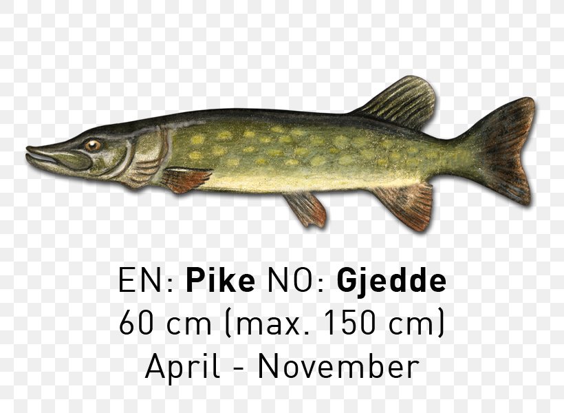 Salmon Northern Pike Trout 09777 Fish Products, PNG, 800x600px, Salmon, Bony Fish, Fauna, Fish, Fish Products Download Free