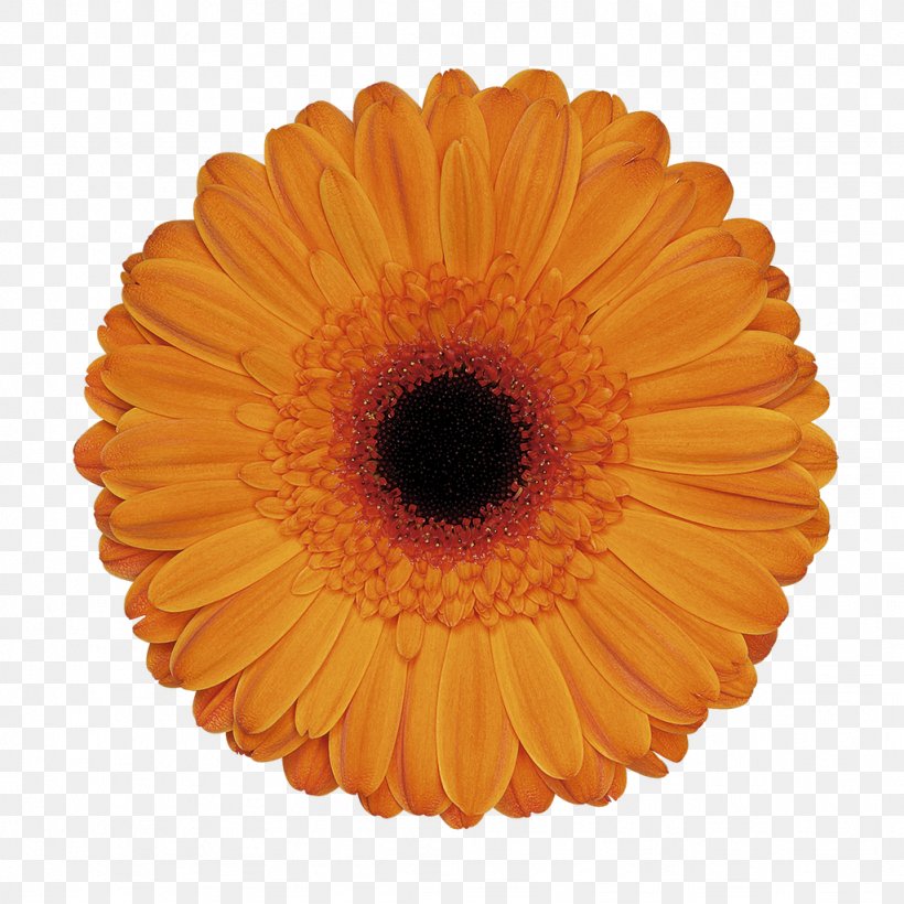 Transvaal Daisy Cut Flowers Party Floristry, PNG, 1024x1024px, Transvaal Daisy, Birthday, Calendula, Clothing Accessories, Costume Download Free