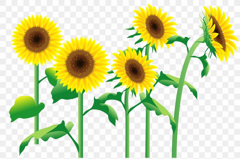 Common Sunflower Photography Illustration Image, PNG, 1717x1138px, Common Sunflower, Art, Blog, Cut Flowers, Daisy Family Download Free