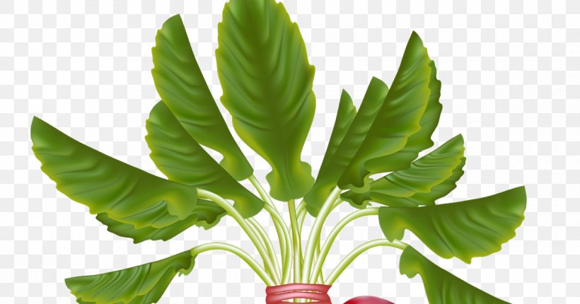 Daikon Cruciferous Vegetables Clip Art, PNG, 1200x630px, Daikon, Basil, Black Spanish Radish, Cruciferous Vegetables, Food Download Free