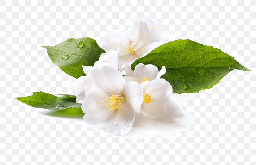 Flowering Tea White Tea Oolong Green Tea, PNG, 800x531px, Flowering Tea, Arabian Jasmine, Blossom, Fermented Tea, Flower Download Free