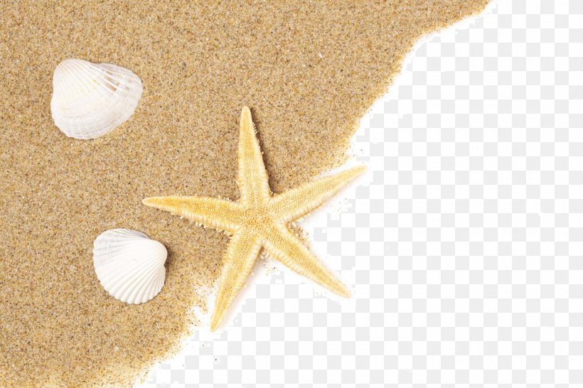 Beach Of La Concha Starfish Seashell Sand, PNG, 1100x733px, Beach Of La Concha, Beach, Echinoderm, Fukei, Fundal Download Free