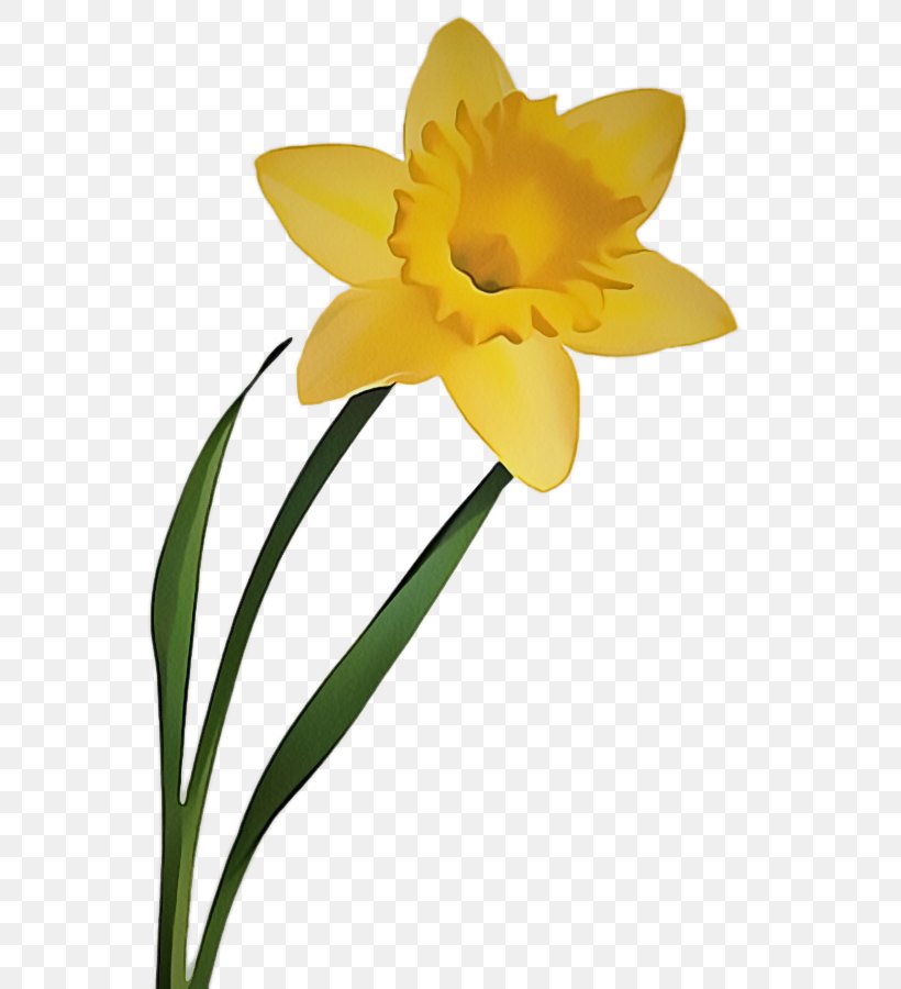 Flower Flowering Plant Yellow Petal Narcissus, PNG, 601x900px, Flower, Cut Flowers, Flowering Plant, Narcissus, Pedicel Download Free