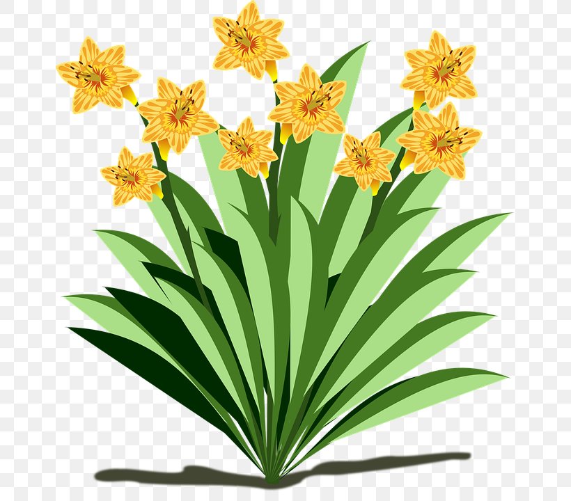 Flowering Plant Flowering Plant Clip Art, PNG, 659x720px, Plant, Amaryllis Family, Dahlia, Description, Flower Download Free