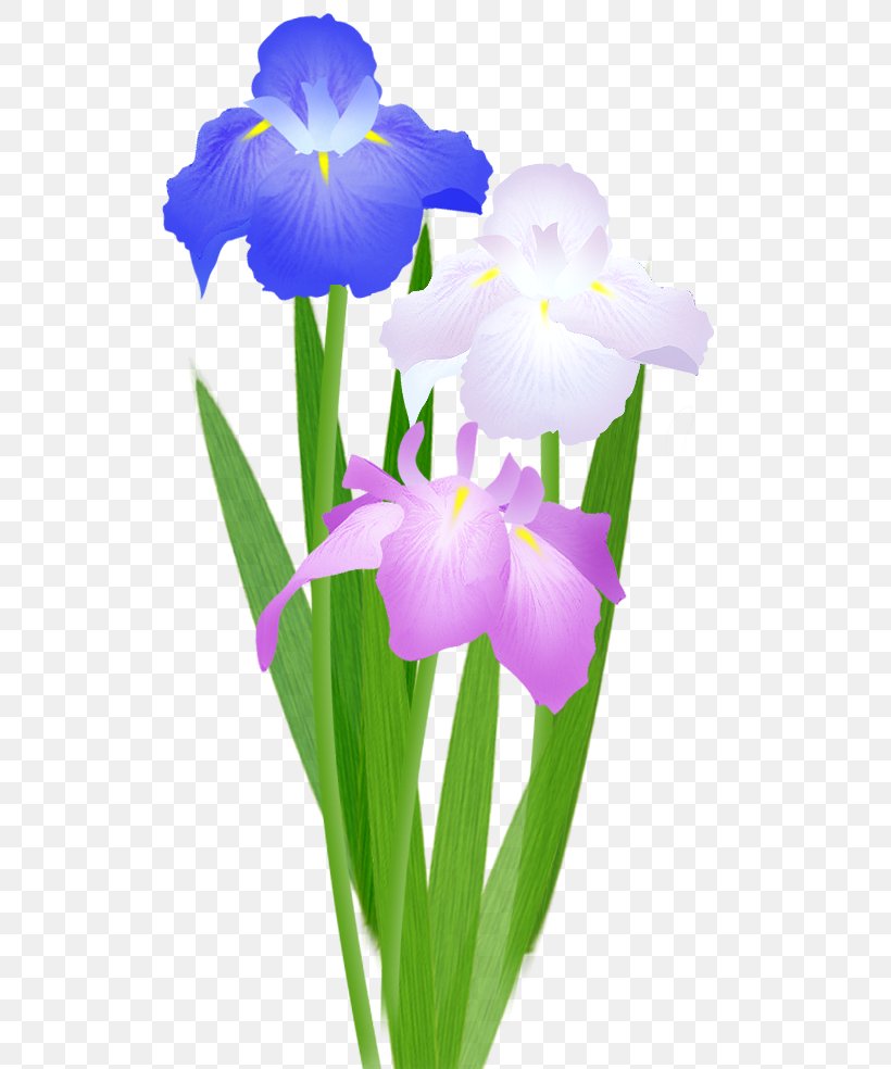 Iris Ensata Var Ensata Sweet Flag Iris Sanguinea いらすとや Png 546x984px Iris Ensata Var Ensata