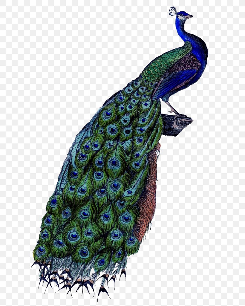 Pavo Coton De Tulear Clip Art, PNG, 663x1024px, Pavo, Asiatic Peafowl, Beak, Bird, Costume Design Download Free