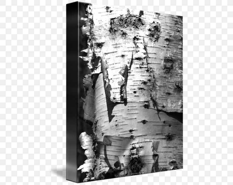 Trunk Wood Douchegordijn Photography, PNG, 480x650px, Trunk, Bark, Birch, Black And White, Curtain Download Free