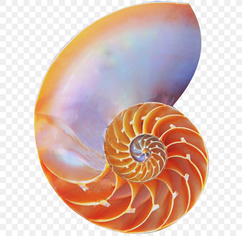 Chambered Nautilus Golden Ratio Seashell Spiral, PNG, 600x800px, Chambered Nautilus, Caracola, Cephalopod, Fibonacci, Golden Ratio Download Free