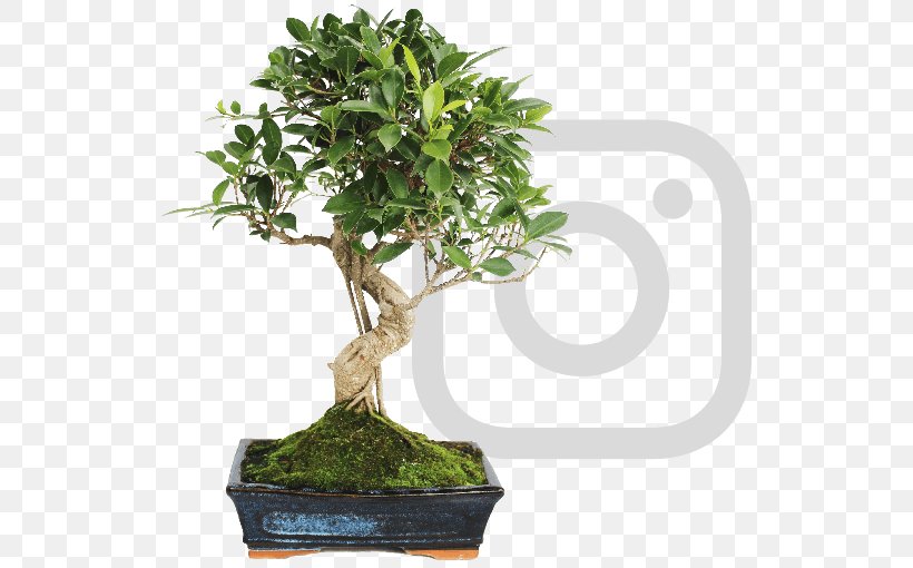Chinese Sweet Plum Ficus Retusa Bonsai Weeping Fig Tree, PNG, 530x510px, Chinese Sweet Plum, Aerial Root, Bonsai, Bonsai Cultivation And Care, Evergreen Download Free
