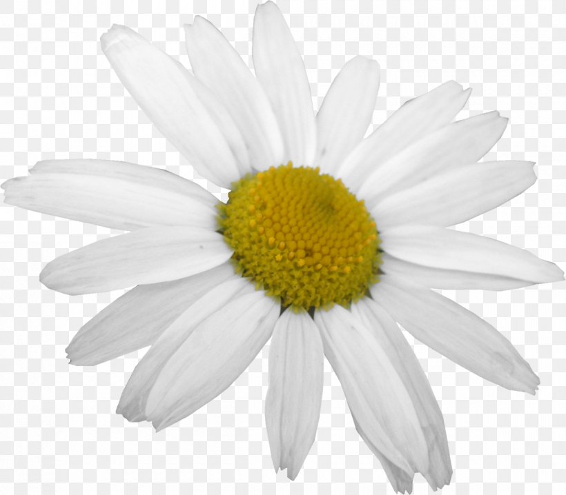 Cut Flowers Oxeye Daisy White Common Daisy, PNG, 1200x1052px, Flower, Chamaemelum Nobile, Chrysanthemum, Chrysanths, Common Daisy Download Free