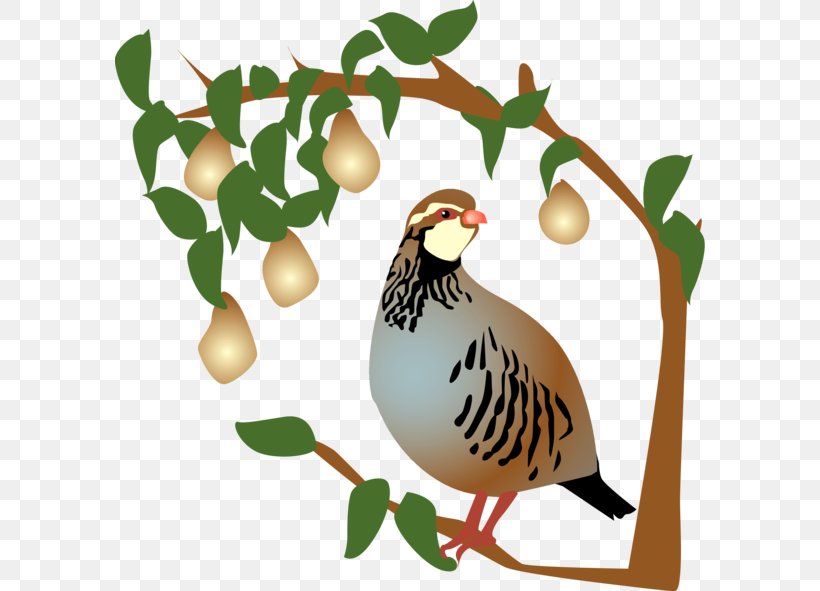 Partridge The Twelve Days Of Christmas Pear Clip Art, PNG, 590x591px, Partridge, Beak, Bird, Branch, Brown Quail Download Free