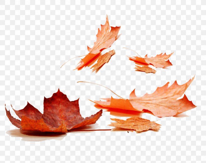 Autumn Leaf Color Maple Leaf, PNG, 840x665px, Leaf, Autumn, Autumn Leaf Color, Color, Maple Download Free