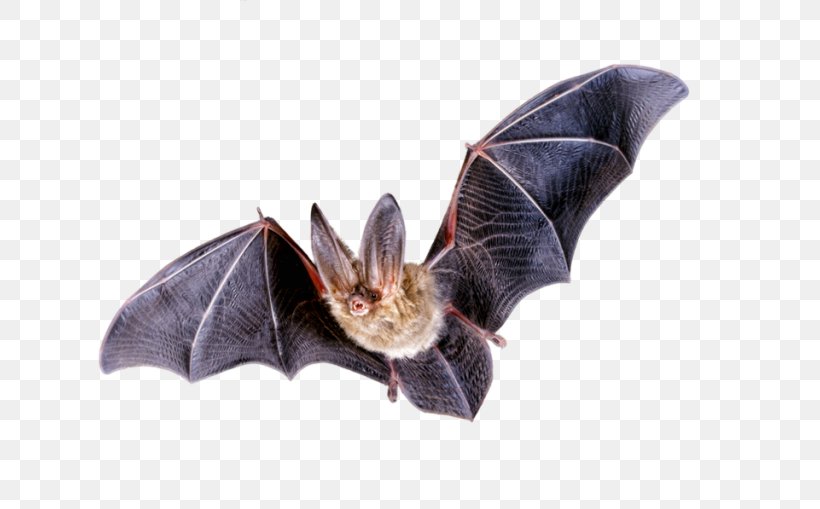 Bat Clip Art, PNG, 768x509px, Bat, Display Resolution, Image Resolution, Old World Fruit Bats, Photography Download Free