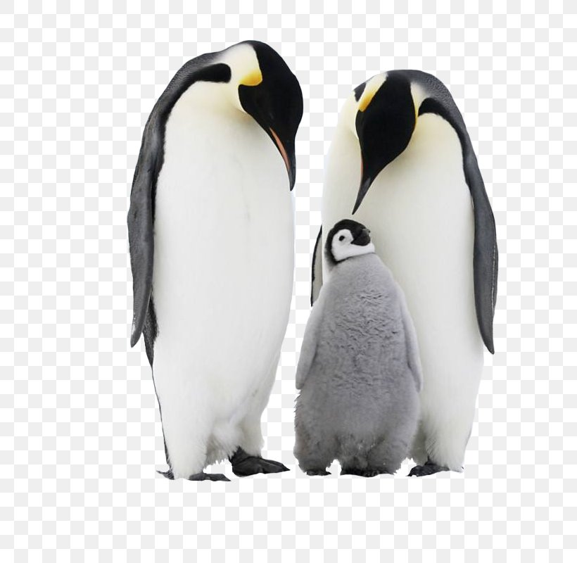 Chinstrap Penguin Antarctica Adxe9lie Penguin, PNG, 800x800px, Penguin, Adxe9lie Penguin, Antarctic, Antarctica, Beak Download Free