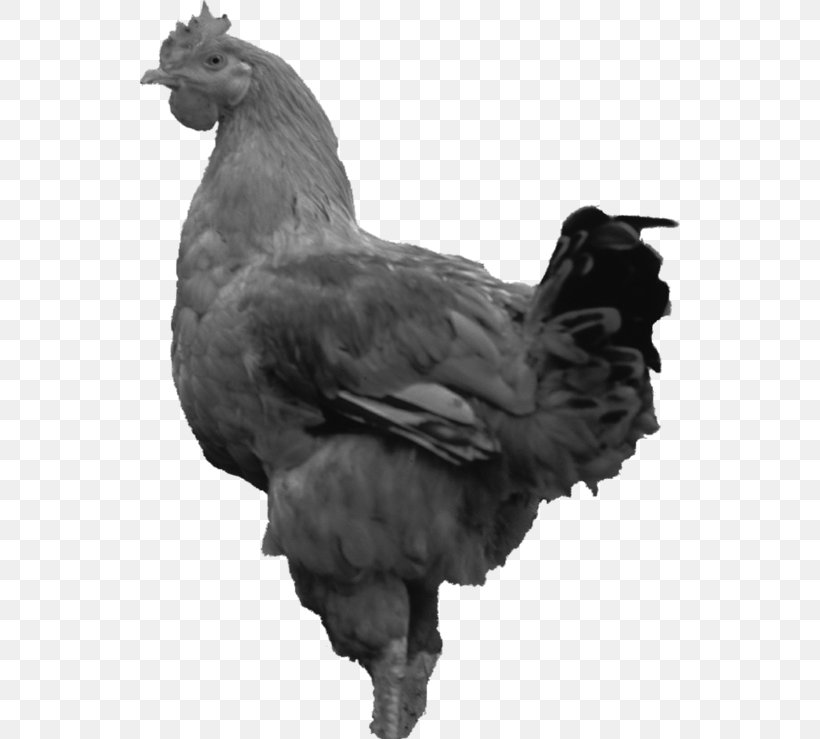 Rooster Chicken As Food Feather Beak, PNG, 540x739px, Rooster, Beak, Bird, Black And White, Chicken Download Free