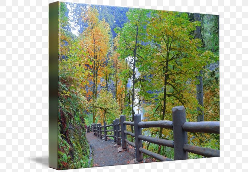 Temperate Broadleaf And Mixed Forest Nature Reserve Larch Gallery Wrap, PNG, 650x570px, Nature Reserve, Art, Autumn, Biome, Canvas Download Free