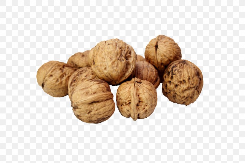 Walnut Nutcracker, PNG, 1024x683px, Walnut, Auglis, Cashew, Cookie, Drawing Download Free