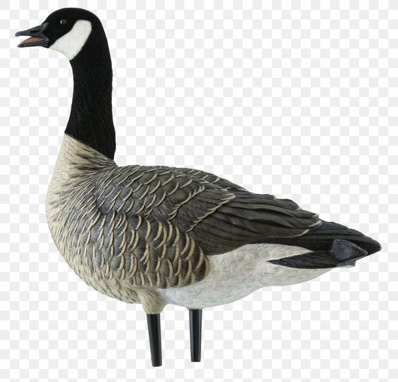 Canada Goose Mallard Decoy, PNG, 1368x1314px, Goose, Anseriformes, Beak, Bird, Canada Download Free