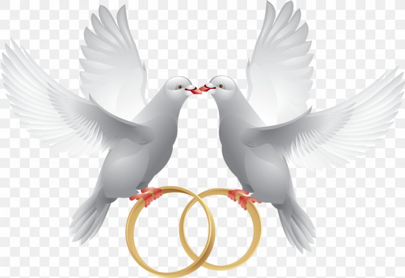 Columbidae Wedding Ring Clip Art, PNG, 1024x704px, Columbidae, Beak, Bird, Feather, Marriage Download Free