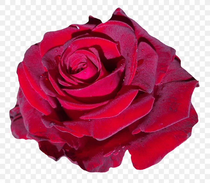 Garden Roses Beach Rose Clip Art, PNG, 1400x1222px, Garden Roses, Beach Rose, Blue Rose, Blume, Cut Flowers Download Free