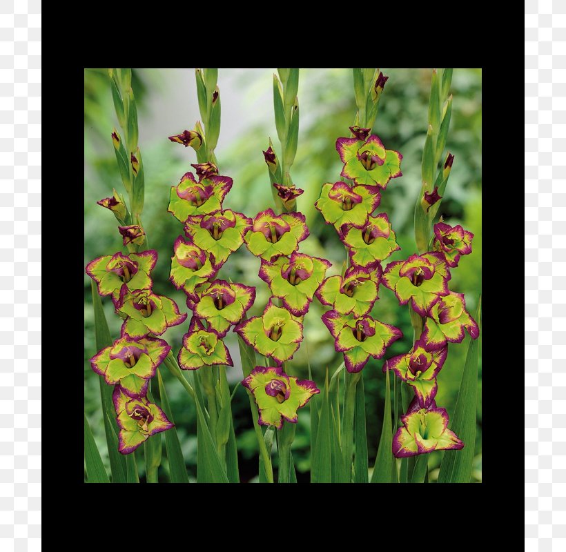 Gladiolus Growing Gladioli Green Yellow Bulb, PNG, 700x800px, Gladiolus, Bulb, Color, Flower, Flowering Plant Download Free