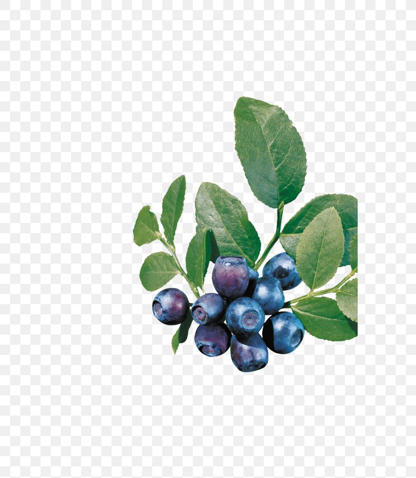 Bilberry European Blueberry, PNG, 591x943px, Bilberry, Berry, Blueberry, Blueberry Tea, Branch Download Free